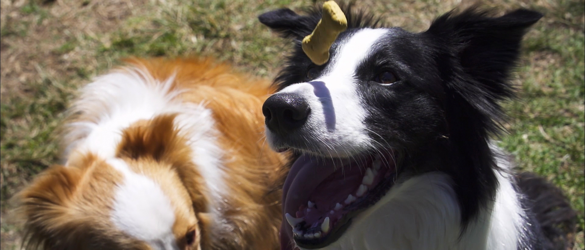 Toyota Dogs
