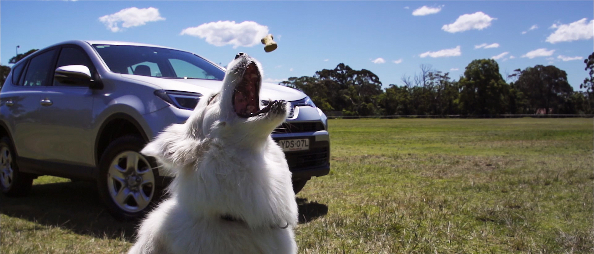 Toyota Dogs